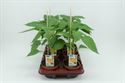 Afbeelding van Paprika Geel (12cm pot)